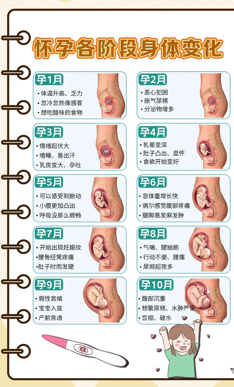 揭秘供卵代孕妈妈怀孕小腹分两节，孕期变化的奥秘张家口代生机构: